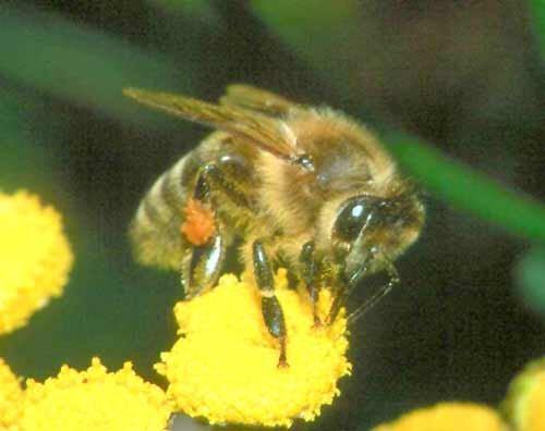 Bienenwissen: Die Arbeitsbiene