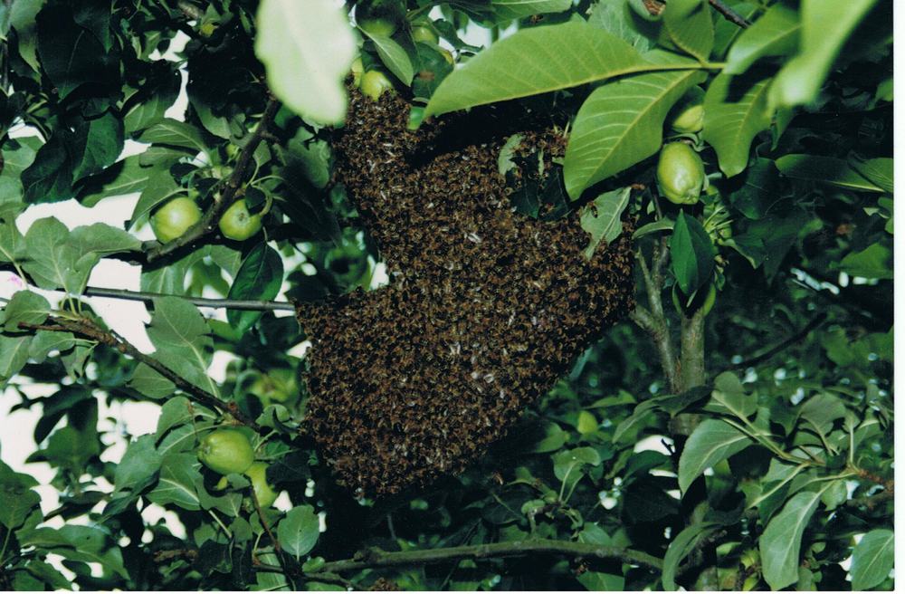 Bienenwissen: Hilfe, die Bienen schwärmen!
