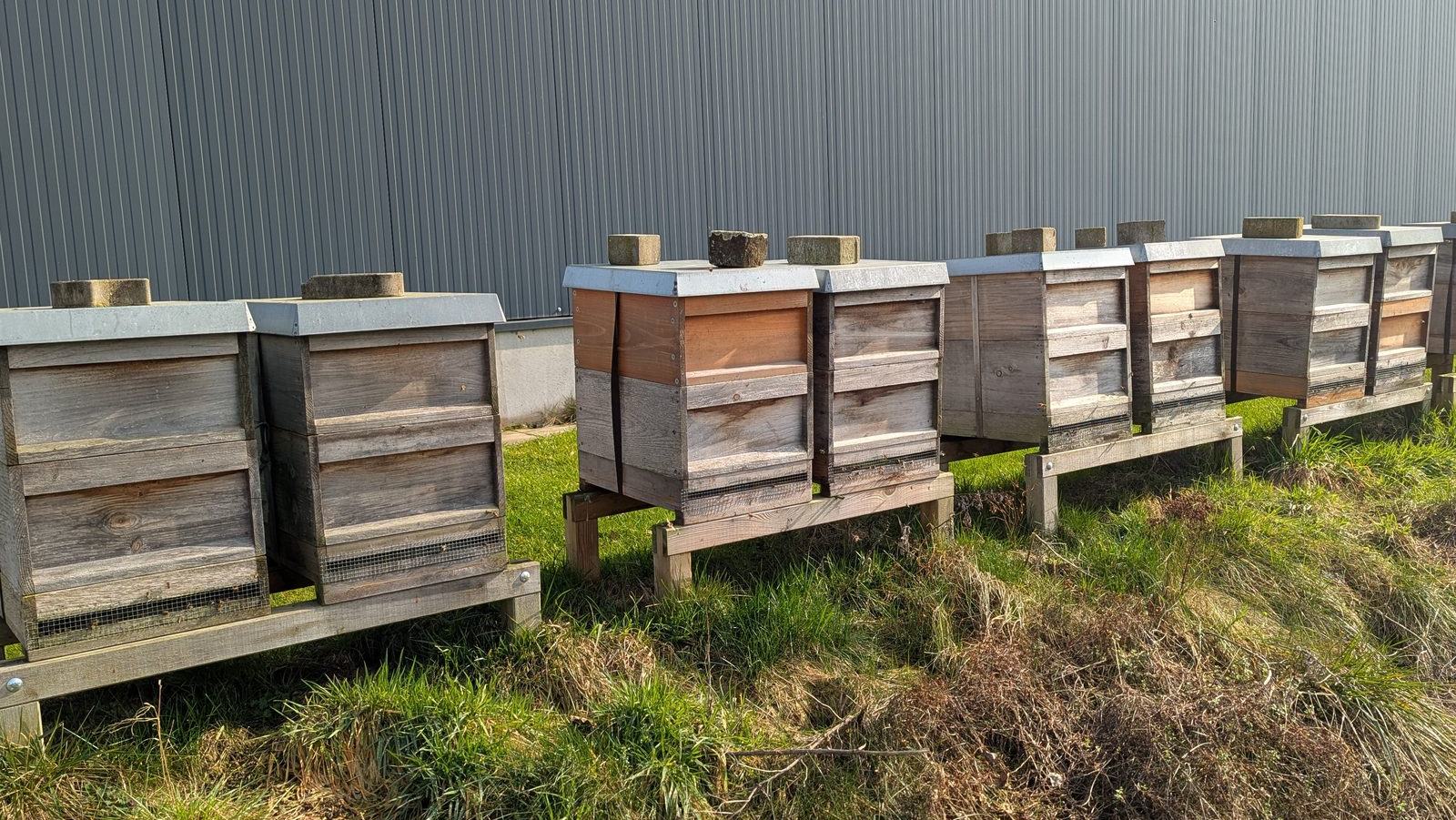 Bienenstand (Standardbild)