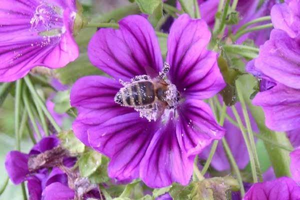 Bienenwissen: Blütenpollen