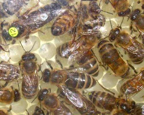 Bienenwissen: Die Königin