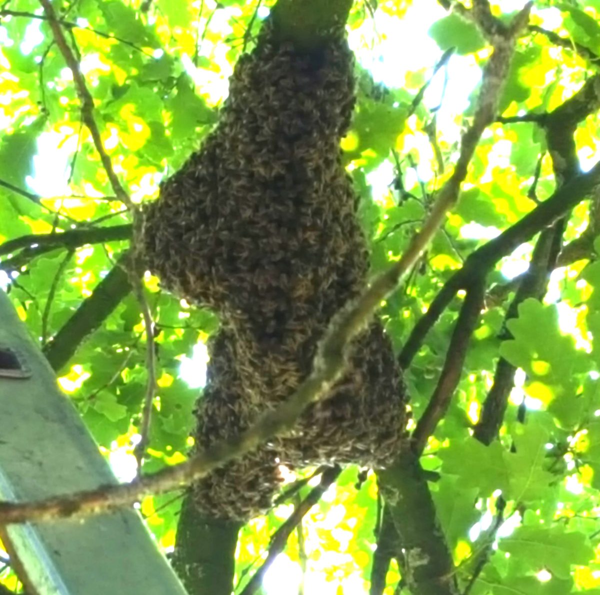 Bienenschwarm